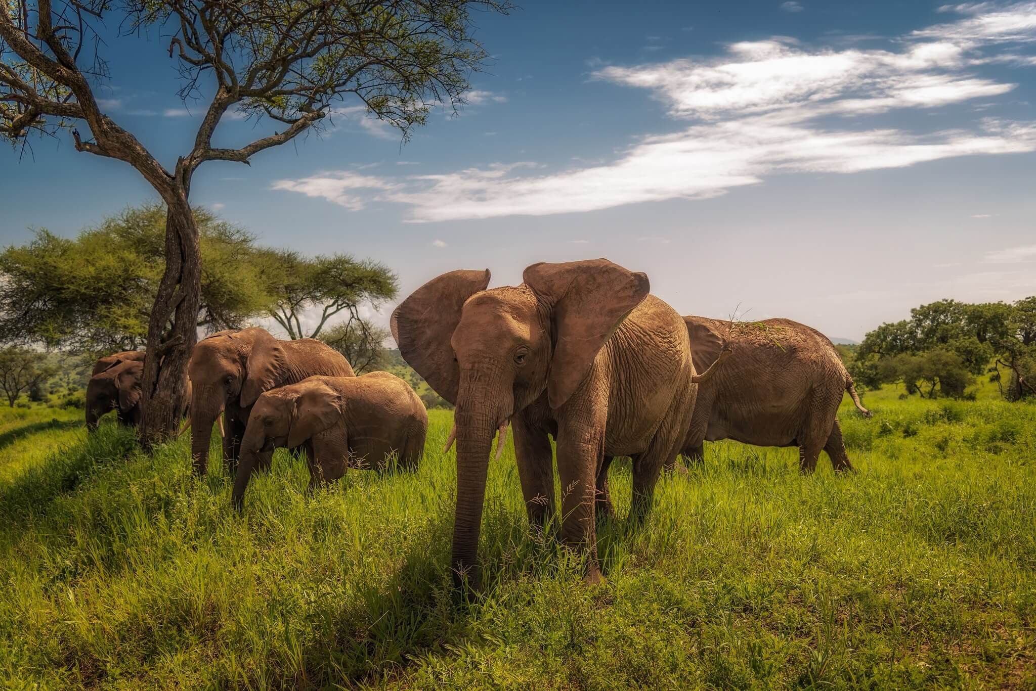 slony afrika tanzaniia